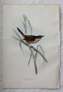 John Gould Birds Europe 1832 1837 H/C Sedge Warbler  