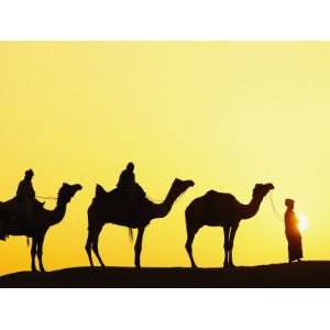  Camels and camel driver silhouetted at sunset, Thar Desert 