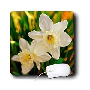  Amy Dyckovsky Roadside Collection   Two Daffodils White 