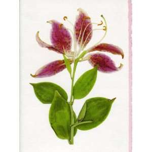  Greeting Card or Note Card   Asiatic Lily 