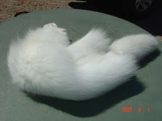 Arctic fox hide tanned fur skin for trappers log cabin  