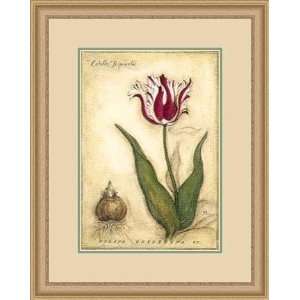  Estella Rijnveld Tulip by Meg Page   Framed Artwork 
