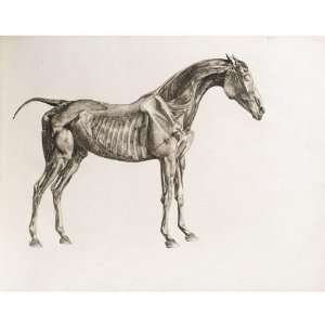 Hand Made Oil Reproduction   George Stubbs   32 x 32 inches   The 