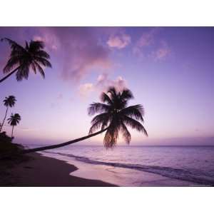  Palm Trees Silhouetted at Sunset, Coconut Grove Beach at 