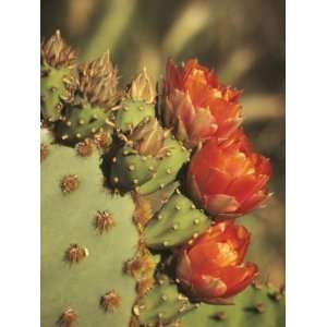  Pear Cactus in Bloom, Arizona Sonora Desert Museum, Tucson, Arizona 