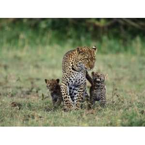   Two Cubs, Masai Mara, Kenya Giclee Poster Print by Anup Shah, 9x12