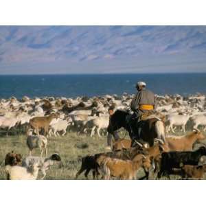 Rounding up Flocks, Uureg Nuur Lake, Uvs, Mongolia, Central Asia 