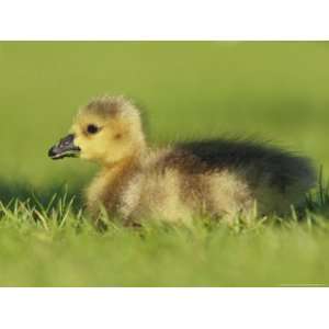  Canada Goose, Gosling Sitting in Grass, London, UK Premium 