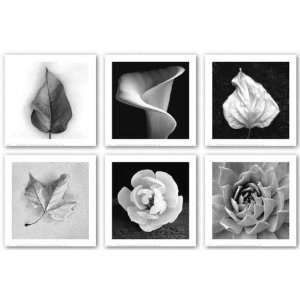  Plants Set (Six Prints) by Jeffrey Conley 11x11 Art 