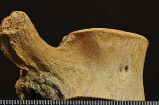 D760  CRETACEOUS MARINE REPTILE VERTEBRA Plesiosaurus  