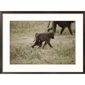  A juvenile baboon clings to its mother as they travel across 