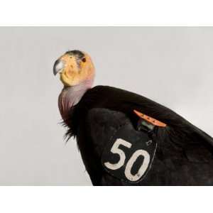 Critically Endangered California Condor, Gymnogyps Californianus 