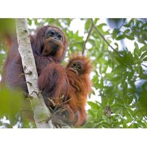  Wild Orangutans in Arboral Settings in Rainforest Near 