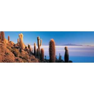  Cactus on a Hill, Salar De Uyuni, Potosi, Bolivia 