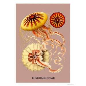   Poster Print by Ernst Haeckel, 24x32 