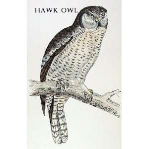   Hawk Owl Sheet of 21 Personalised Glossy Stickers or Labels Home