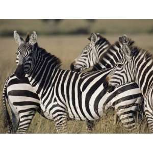  A Herd of Plains Zebras in Kenyas Masai Mara National 