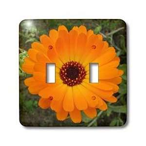 Taiche Photography   Flowers Marigold Orange   Light Switch Covers 