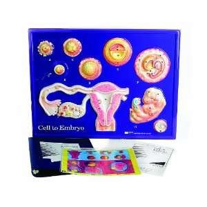 American Educational 2666 Cell To Embryo Model Activity Set, 24 Width 