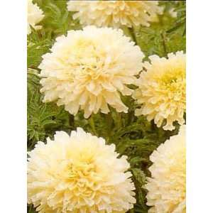   Marigold 40 Seeds   White   Blooms all Summer Patio, Lawn & Garden