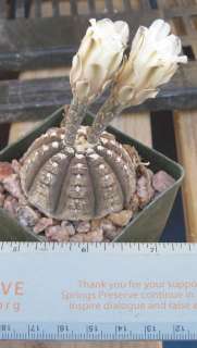 Gymnocalycium ragonesii Flat Brown Dwarf Body White Flr  