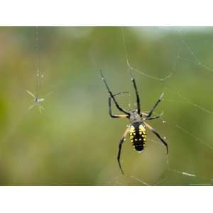  Damselfly is Caught in a Black And Yellow Argiopes Web 