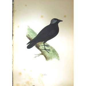  1851 British Bird Jackdaw Nature Colour Plate Morris