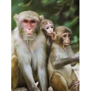 Monkey Island Research Park, Hainan Province, China Photographic 