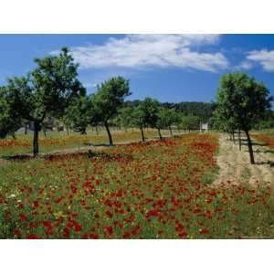 Poppies and Trees in Springtime, Sant Augusti, Ibiza, Balearic Islands 