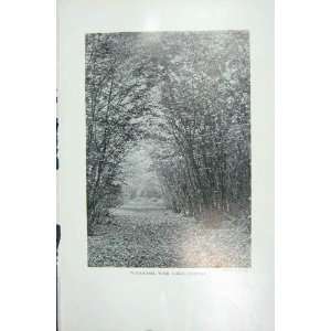  1919 Woodland Hazel Coppice Trees Photograph Horn