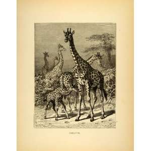  1885 Lithograph Giraffe Camelopard Antelope Specie Wild Animals 
