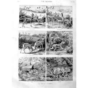   1886 Indian Tiger Hunting Antelope Wild Animals Print