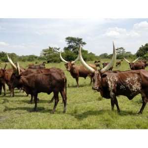  Ankole Cows, Uganda, East Africa, Africa Photographic 