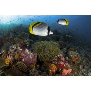  Lined Butterflyfish Swim Over Reef Corals, Komodo National 