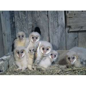  Barn Owl (Tyto Alba) Nestlings or Owlets in a Nest in a 