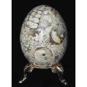 Collectible Coral Fossil Egg   3H