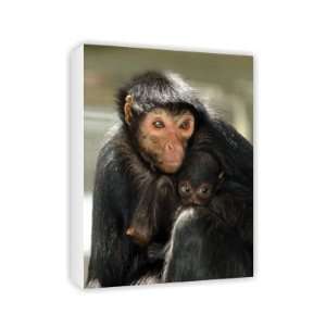  A spider monkey with baby, Twycross Zoo,   Canvas 