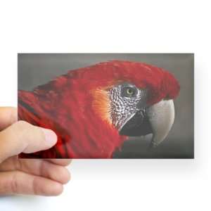    Sticker Clear (Rectangle) Scarlet Macaw   Bird 