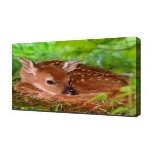 Baby Deer   Canvas Art   Framed Size 12x16   Ready To Hang