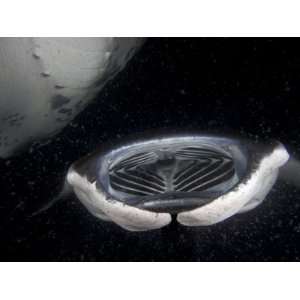  Open Mouth of a Manta Rays (Manta Birostris) Feeding at Night 