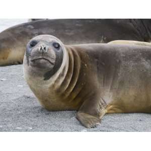 Fur Seal, St. Andrews Bay, South Georgia, South Atlantic Photographic 
