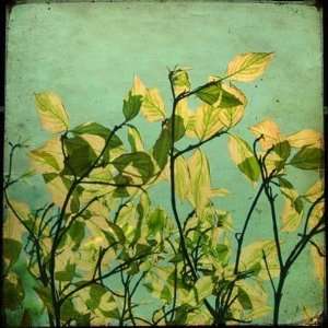  Leaves (Jorgensen) Wall Mural