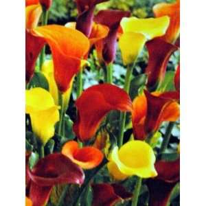   Mix Calla Lily Tubers   12 14cm Size Tubers Patio, Lawn & Garden