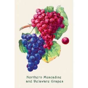  Northern Muscadine and Delaware Grapes by Unknown 12x18 