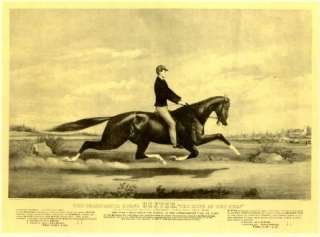 KING OF THE TURF HORSE TROTTER DEXTER OLD PRINT  