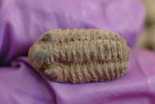 LOT OF TEN BABY PHACOPS TRILOBITE FROM MOROCCO  