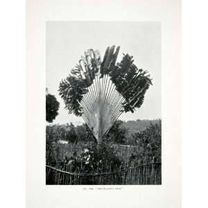 1906 Print Liberia Africa Travelers Palm Tree Taxonomy Botany Natural 