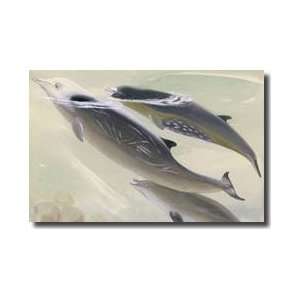  Cuviers Beaked Whale Shows Scars From Mating Season Giclee 