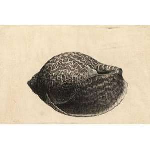   Cling 6 inch x 4 inch (14 x 10cm) Wenceslaus Hollar   Tonna perdix