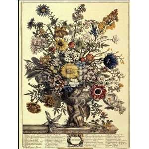   Robert Furber   Twelve Months of Flowers 1730/November